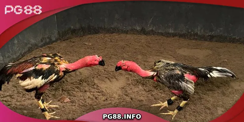 Nghệ Thuật Và Chiến Thuật Đá Gà Đòn Đỉnh Cao Giới thiệu về đá gà đòn