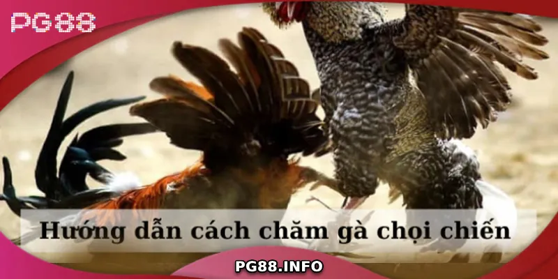 Nghệ Thuật Và Chiến Thuật Đá Gà Đòn Đỉnh Cao Hướng dẫn cách chăm sóc gà chiến