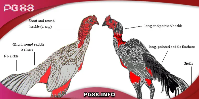 Nghệ Thuật Và Chiến Thuật Đá Gà Đòn Đỉnh Cao Những bí quyết chọn gà đòn hay